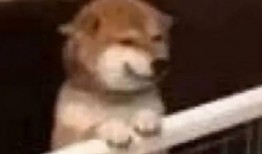 最新狗仔爆料图片表情包,最新爆料图片表情包大揭秘！